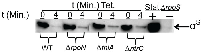 Figure 7