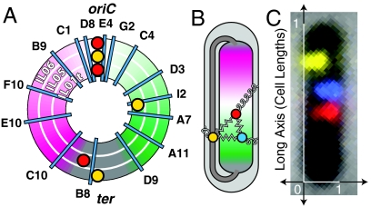 Fig. 1.