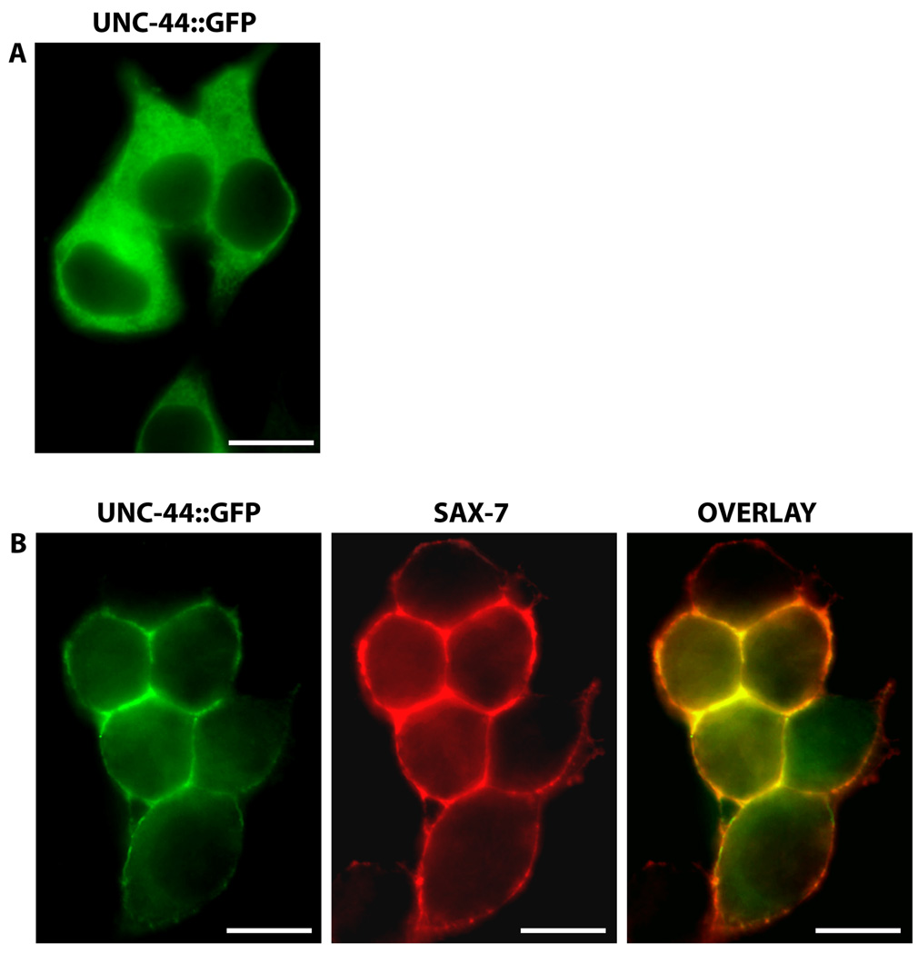 Fig 5