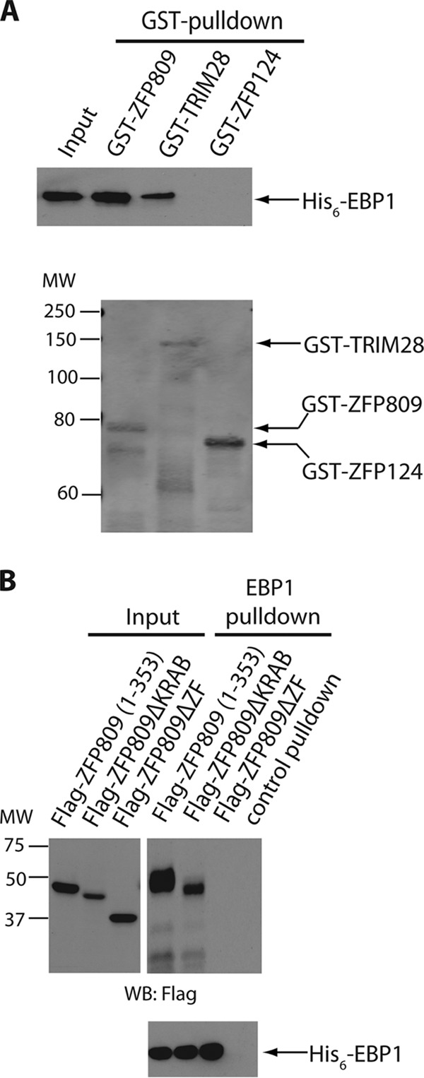 FIG 2