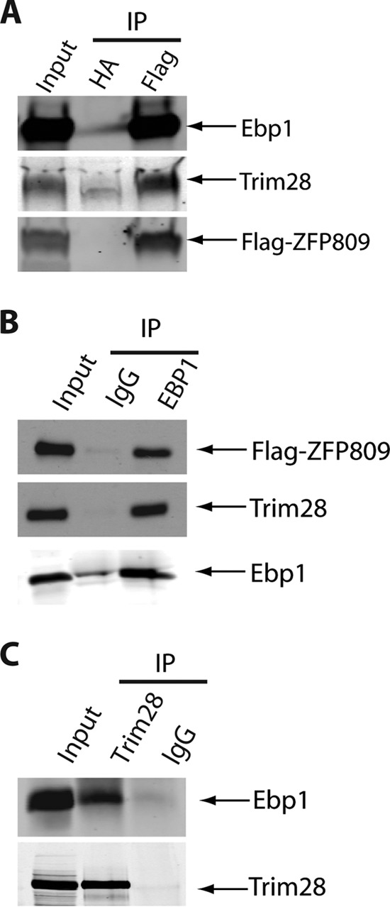 FIG 1