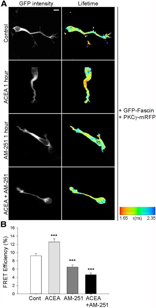 Figure 11.