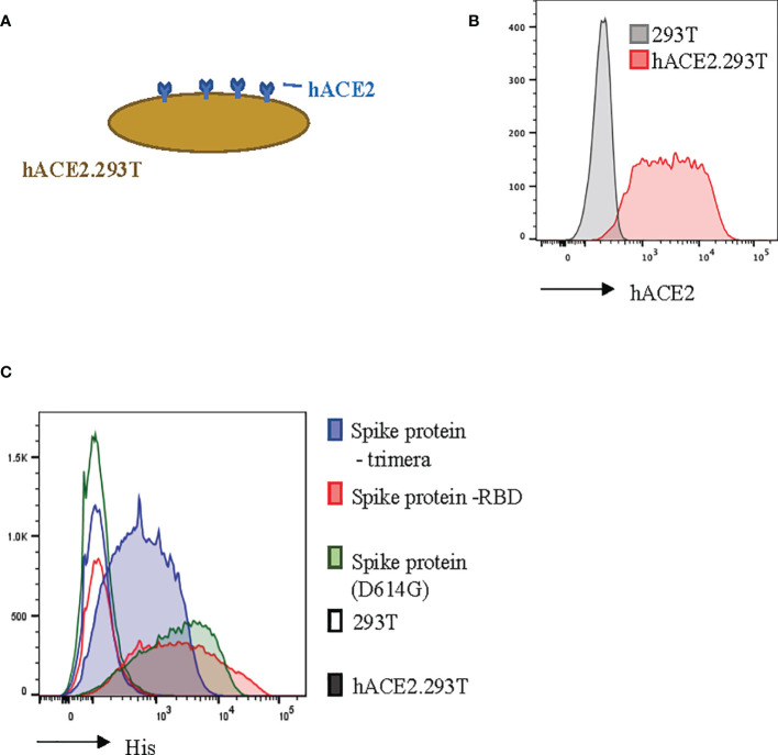 Figure 2