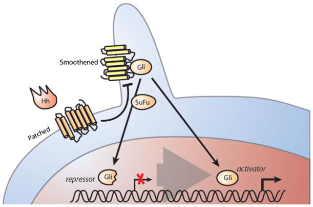 Fig. 1