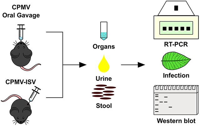 graphic file with name nihms-1860381-f0001.jpg