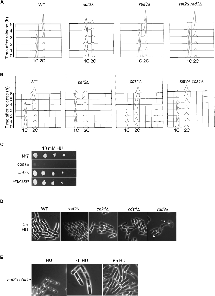 Figure 6