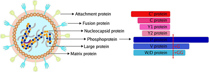 FIGURE 1