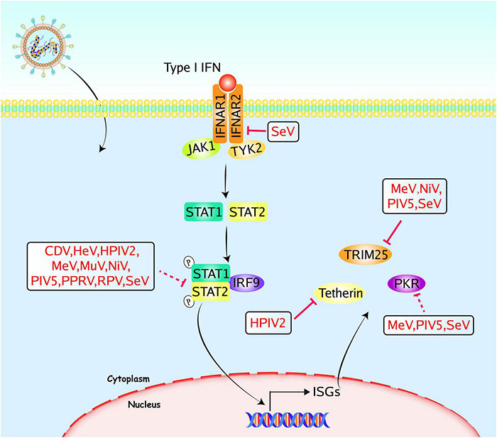 FIGURE 3