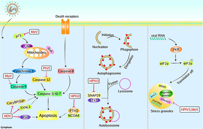 FIGURE 4