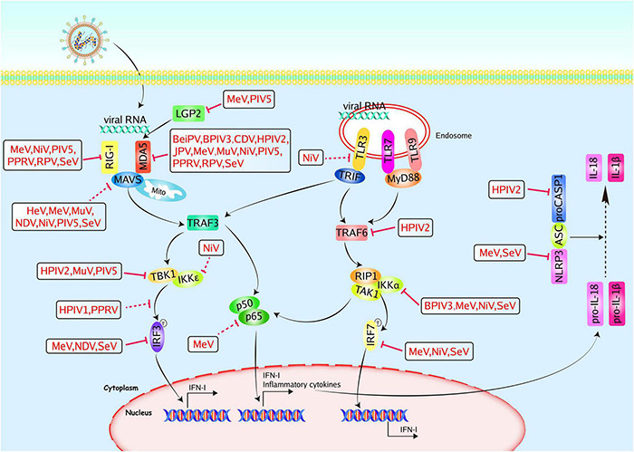 FIGURE 2