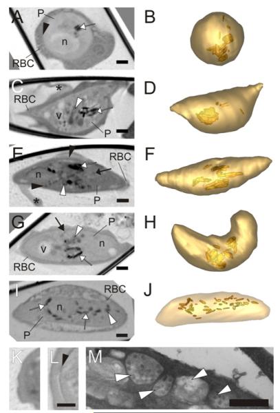 Fig.4