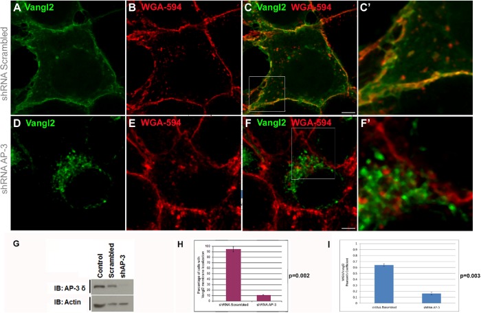 FIGURE 3: