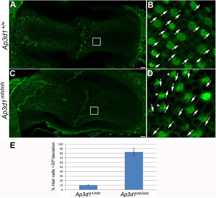 FIGURE 7: