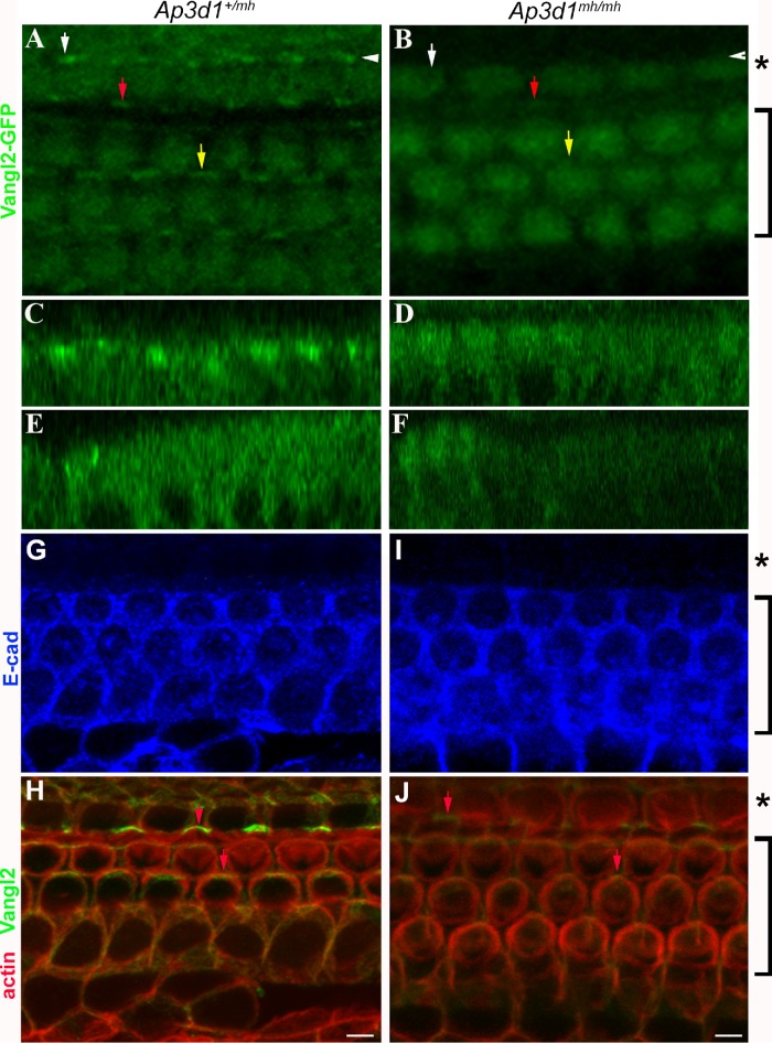 FIGURE 4: