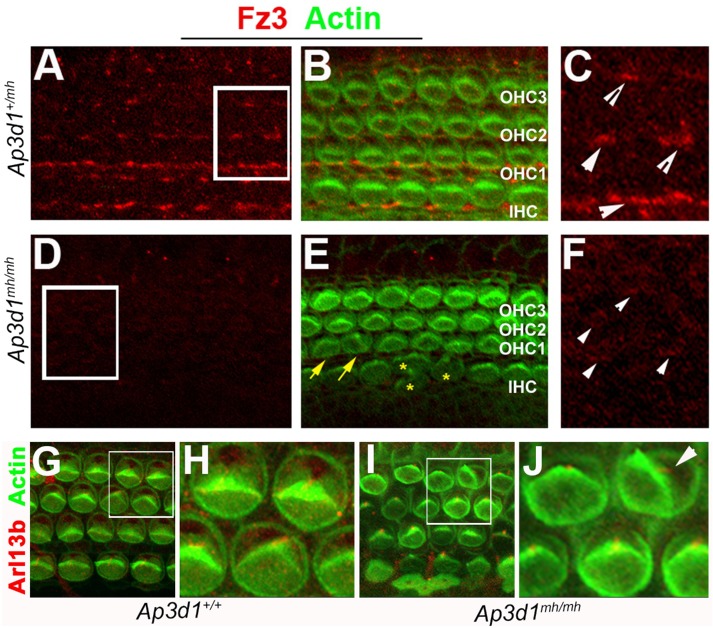 FIGURE 5: