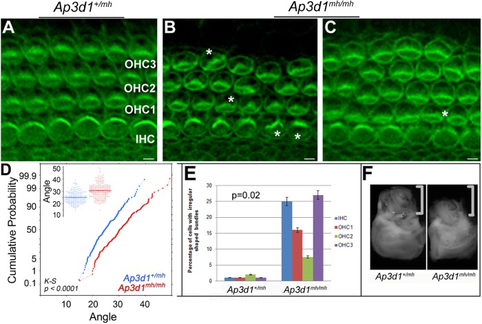 FIGURE 6: