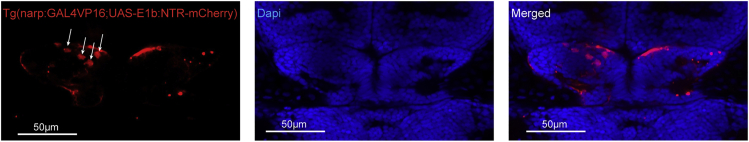 Figure 7