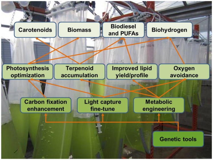 FIGURE 4