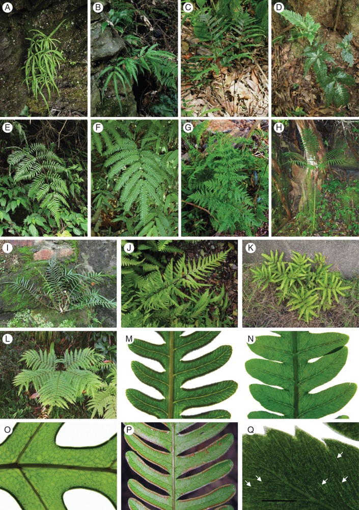 Fig. 1.