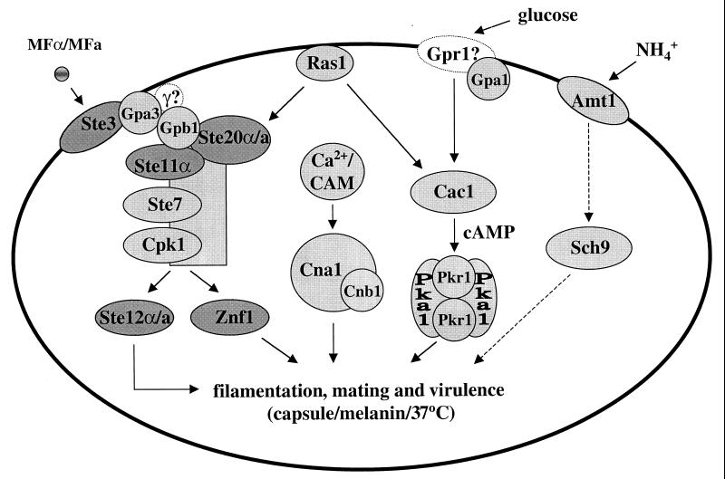 FIG. 10