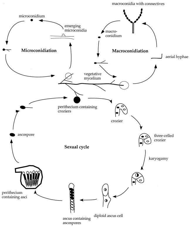 FIG. 20