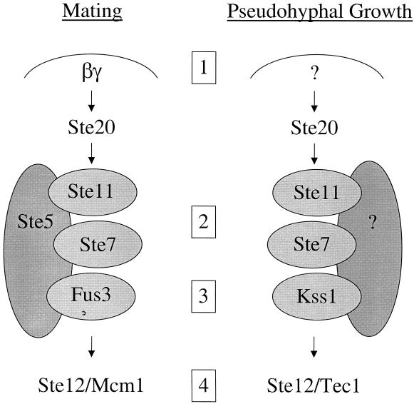 FIG. 4