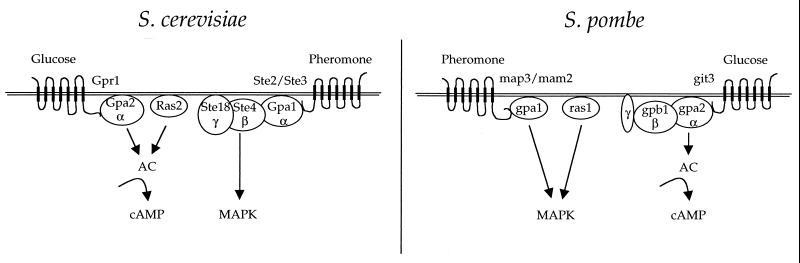 FIG. 7