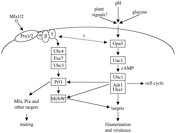 FIG. 13