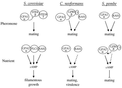 FIG. 6