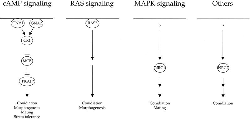 FIG. 21