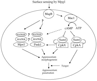 FIG. 16