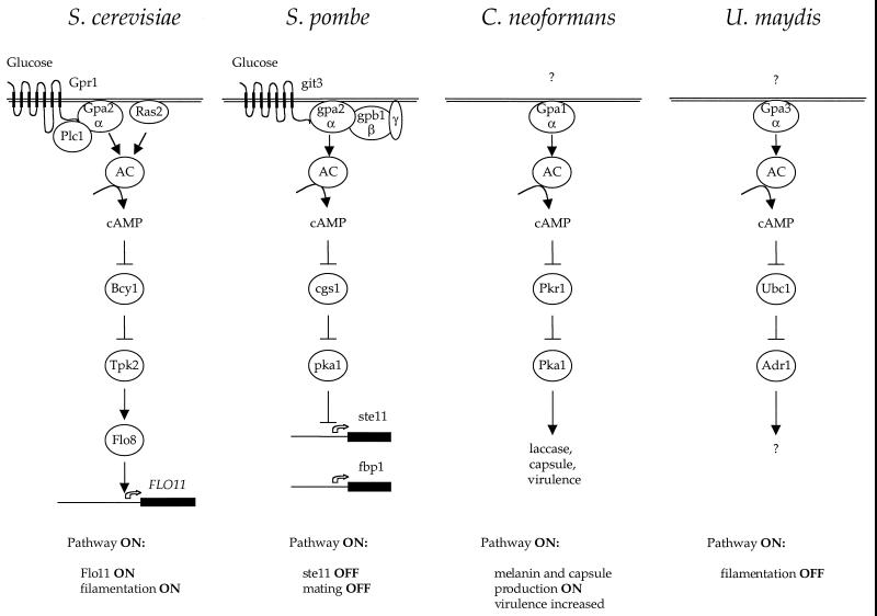 FIG. 15