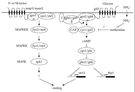 FIG. 5