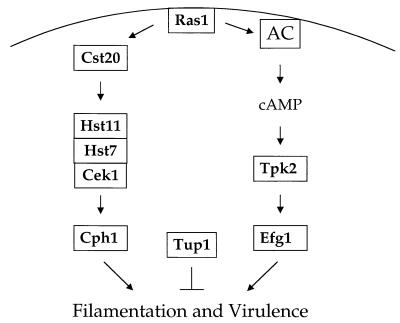 FIG. 8