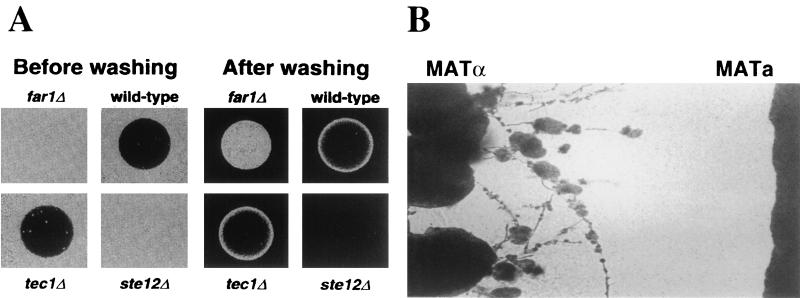 FIG. 11