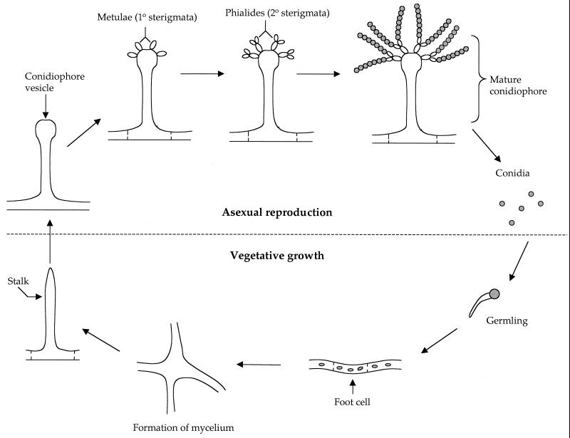 FIG. 18