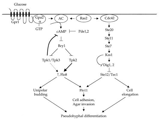 FIG. 3