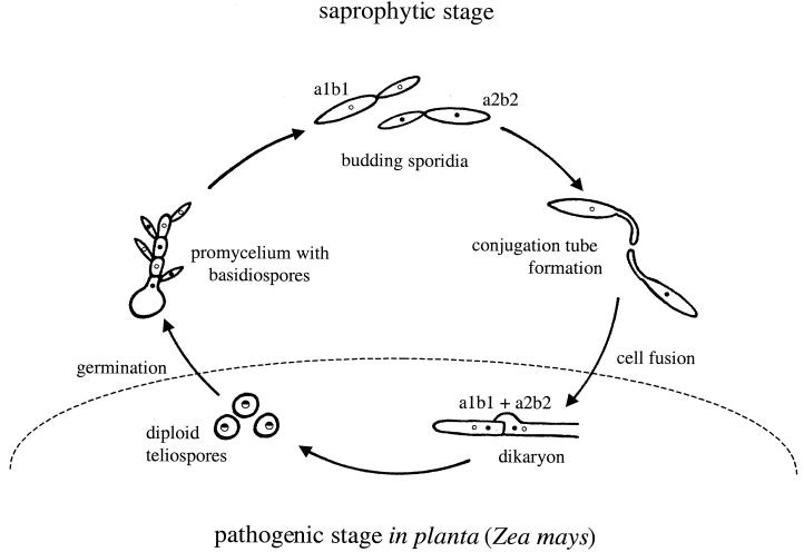 FIG. 12