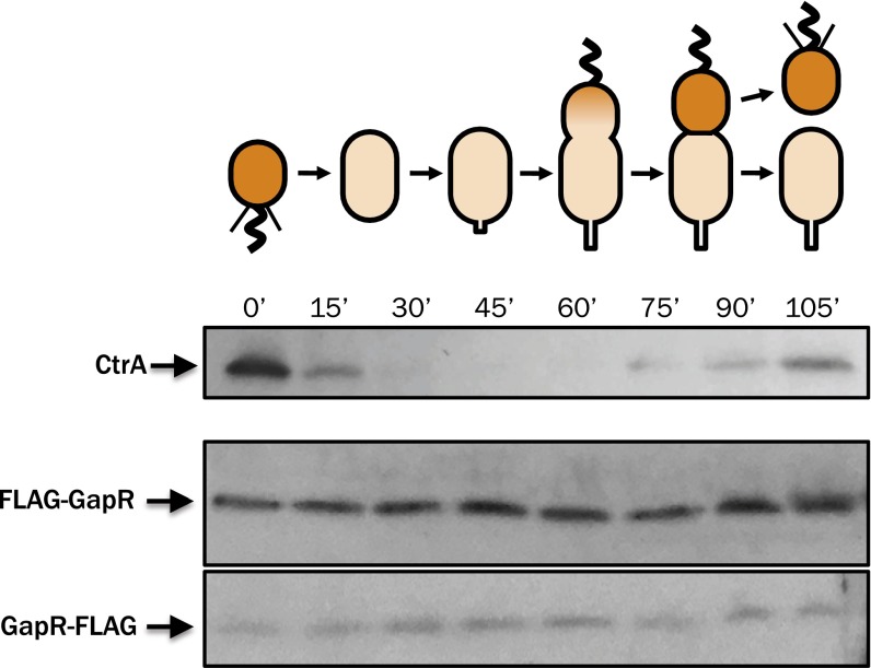 Fig. S6.