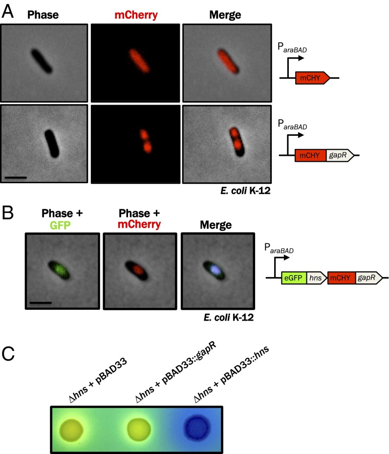 Fig. 7.