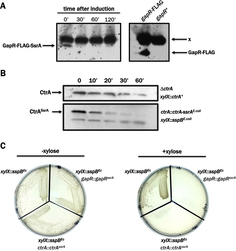 Fig. S1.