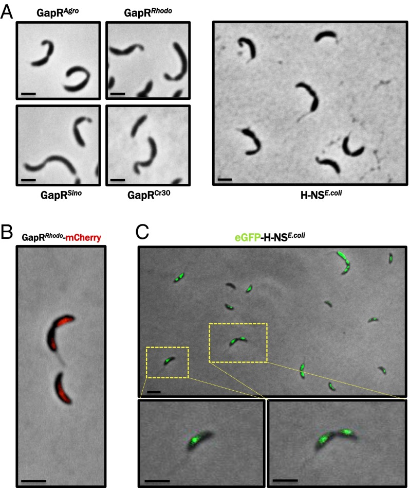 Fig. 6.