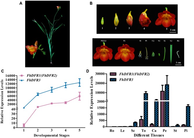 FIGURE 3