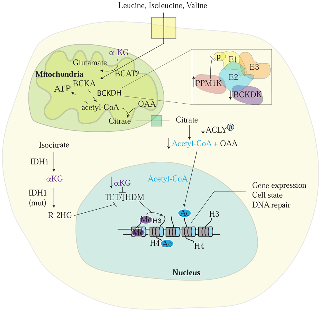 Figure 3: