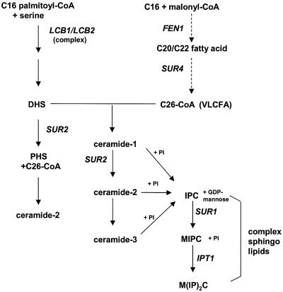 FIG. 1.