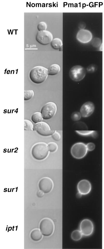 FIG. 8.