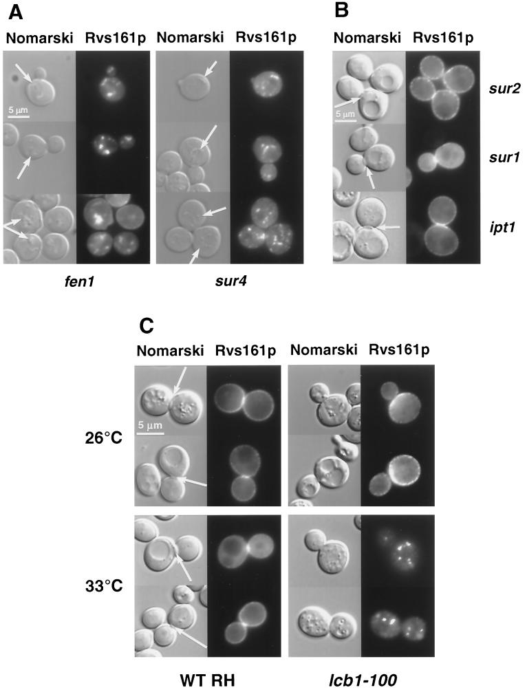 FIG. 7.