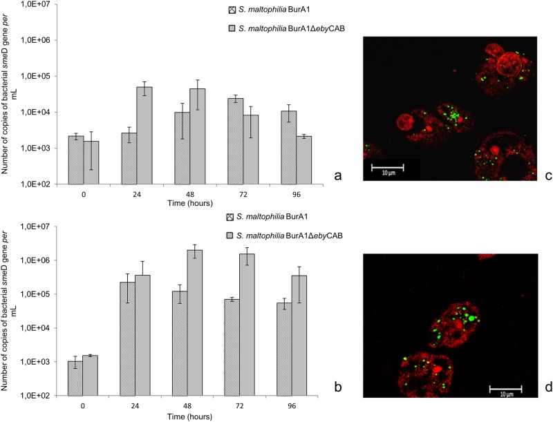 Fig 6