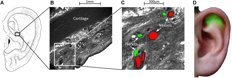 FIGURE 2