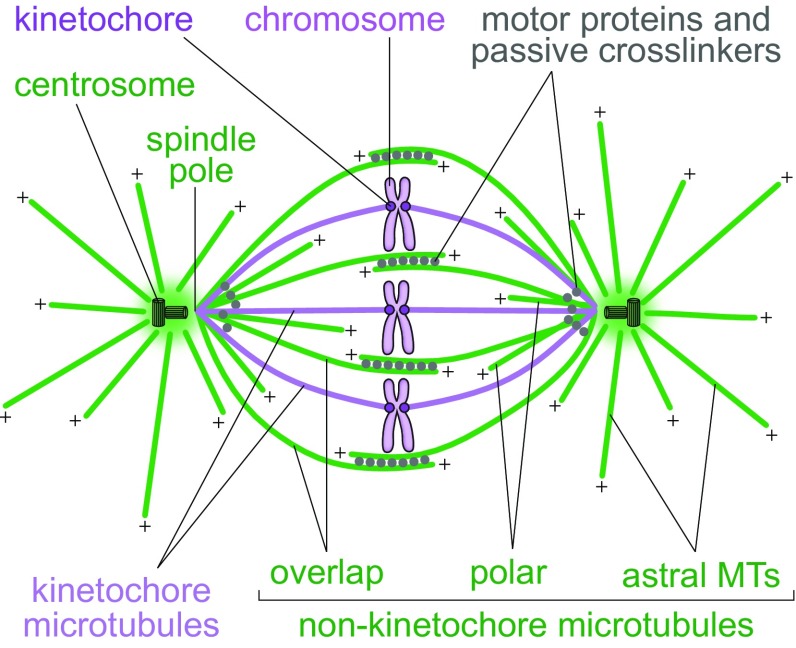 Fig. 2